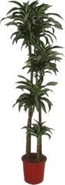 Drakenbloedboom (Dracaena Fragrans 'Jade Jewel') D 27 H 170 Cm