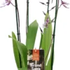 Cambria-orchidee (Cambria) D 17 H 75 Cm -Tuinplanten Winkel 8720196509478