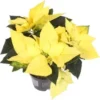 Kerstster (Euphorbia Pulcherima 'Golden Glow') D 10,5 H 25 Cm -Tuinplanten Winkel 8720196528707