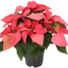 Kerstster (Euphorbia Pulcherrima 'Mars Pink') D 10,5 H 25 Cm -Tuinplanten Winkel 8720196528745