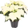 Kerstster (Euphorbia Pulcherrima 'Alaska') D 10,5 H 25 Cm -Tuinplanten Winkel 8720196528769