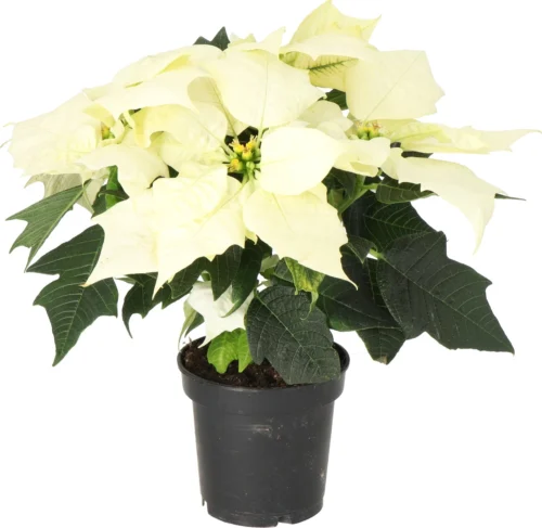 Kerstster (Euphorbia Pulcherrima 'Alaska') D 10,5 H 25 Cm -Tuinplanten Winkel 8720196528769 1