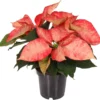 Kerstster (Euphorbia Pulcherrima 'Ice Crystal') D 10,5 H 25 Cm 1 Kerstster (Euphorbia Pulcherrima 'Ice Crystal') D 10,5 H 25 Cm -Tuinplanten Winkel 8720196528806