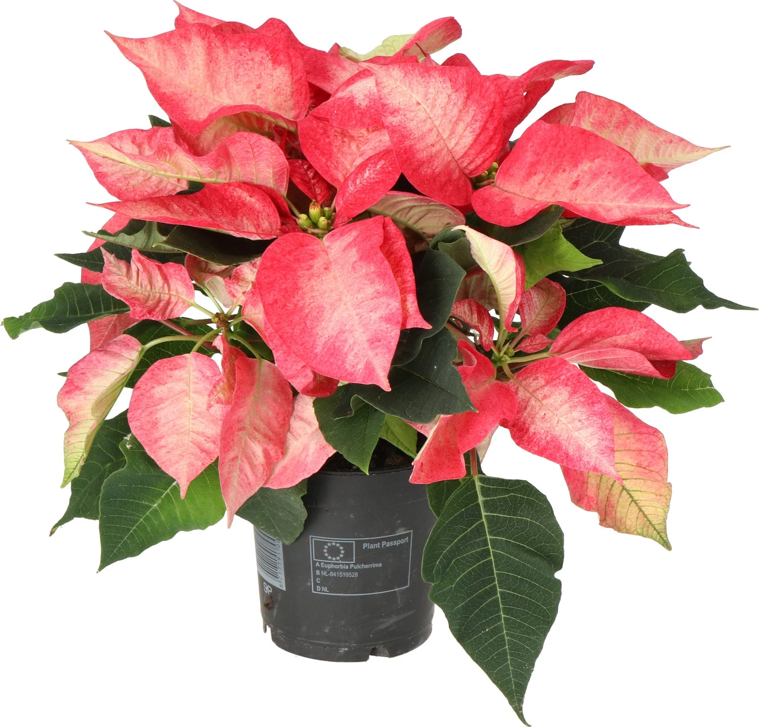 Kerstster (Euphorbia Pulcherrima 'Ice Crystal') D 10,5 H 25 Cm 4 Kerstster (Euphorbia Pulcherrima 'Ice Crystal') D 10,5 H 25 Cm - Afbeelding 2