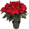 Kerstster (Euphorbia Pulcherrima) Rood D 19 H 50 Cm -Tuinplanten Winkel 8720196529735 0