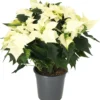 Kerstster (Euphorbia Pulcherrima 'Alaska White') D 19 H 50 Cm -Tuinplanten Winkel 8720196529773