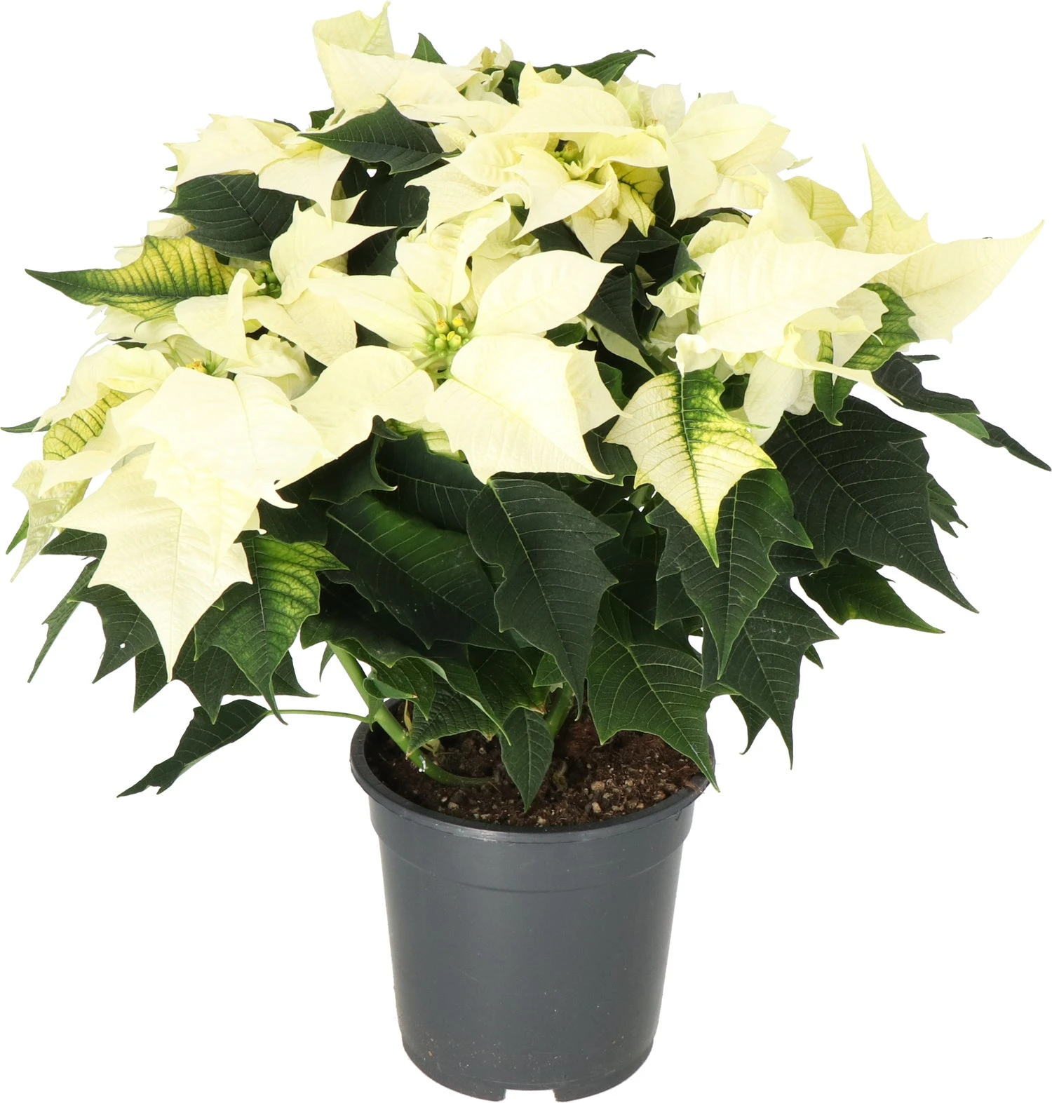 Kerstster (Euphorbia Pulcherrima 'Alaska White') D 19 H 50 Cm 3 Kerstster (Euphorbia Pulcherrima 'Alaska White') D 19 H 50 Cm