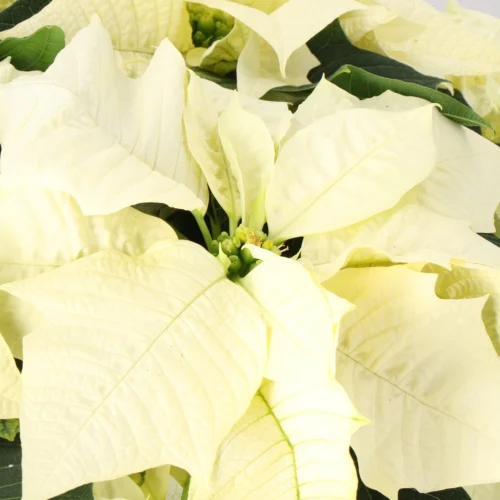 Kerstster (Euphorbia Pulcherrima 'Alaska White') D 19 H 50 Cm 5 Kerstster (Euphorbia Pulcherrima 'Alaska White') D 19 H 50 Cm -Tuinplanten Winkel 8720196529773 2