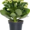 Kalanchoë (Kalanchoë Blossfeldiana) Wit D 15 H 24 Cm -Tuinplanten Winkel 8720196533749