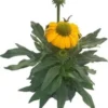 Zonnehoed (Echinacea Purpurea 'SunSeekers Yellow') D 17 H 30 Cm