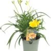 Daglelie (Hemerocallis 'Stella D'Oro') D 17 H 40 Cm 1 Daglelie (Hemerocallis 'Stella D'Oro') D 17 H 40 Cm -Tuinplanten Winkel 8720196548958