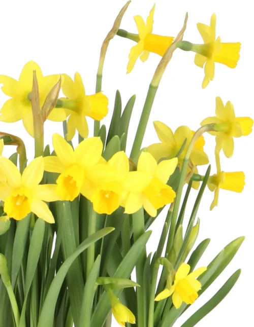 Narcis (Narcissus 'Tete A Tete') D 19 H 15 Cm -Tuinplanten Winkel 8720196560752 3