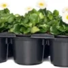 Madeliefje (Bellis Perennis 'Bella Daisy White') Sixpack D 9 H 12 Cm -Tuinplanten Winkel 8720196562046