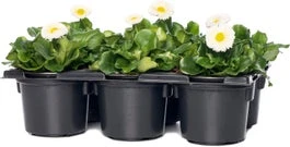 Madeliefje (Bellis Perennis 'Bella Daisy White') Sixpack D 9 H 12 Cm 3 Madeliefje (Bellis Perennis 'Bella Daisy White') Sixpack D 9 H 12 Cm