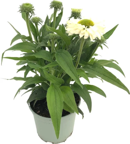 Zonnehoed (Echinacea Purpurea 'SunSeekers White') D 17 H 40 Cm