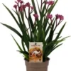 Kangoeroepootje (Anigozanthos) Roze D 12 H 40 Cm -Tuinplanten Winkel 8720196599042