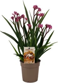 Kangoeroepootje (Anigozanthos) Roze D 12 H 40 Cm