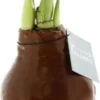 Amaryllis In Wax (Hippeastrum 'Waxz Copper') H 15 Cm 1 Amaryllis In Wax (Hippeastrum 'Waxz Copper') H 15 Cm -Tuinplanten Winkel 8720196600168 1