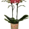 Mini Vlinderorchidee 2 Tak (Phalaenopsis Kolibri 'Congo') D 9 H 40 Cm 1 Mini Vlinderorchidee 2 Tak (Phalaenopsis Kolibri 'Congo') D 9 H 40 Cm -Tuinplanten Winkel 8720196601431 1