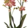 Vlinderorchidee 2 Tak (Phalaenopsis Multiflora 'Oman') D 9 H 40 Cm -Tuinplanten Winkel 8720196601455 2