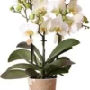 Mini Vlinderorchidee 3 Tak (Phalaenopsis Kolibri 'Lausanne') D 9 H 40 Cm -Tuinplanten Winkel 8720196601493 0