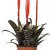 Vriesea (Vriesea 'Era') D 12 H 45 Cm 1 Vriesea (Vriesea 'Era') D 12 H 45 Cm -Tuinplanten Winkel 8720196601622