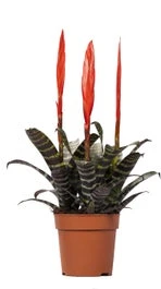 Vriesea (Vriesea 'Era') D 12 H 45 Cm 3 Vriesea (Vriesea 'Era') D 12 H 45 Cm