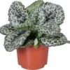 Kaapse Primula (Streptocarpus 'Pretty Turtle') D 13 H 25 Cm -Tuinplanten Winkel 8720196605217