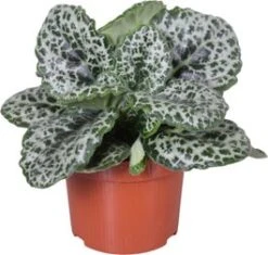 Kaapse Primula (Streptocarpus 'Pretty Turtle') D 13 H 25 Cm