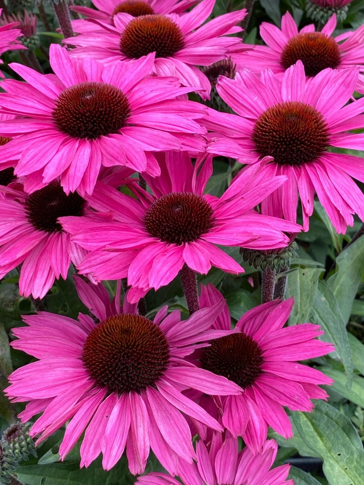 Zonnehoed (Echinacea Purpurea 'SunSeekers Purple Candy') D 17 H 35 Cm 4 Zonnehoed (Echinacea Purpurea 'SunSeekers Purple Candy') D 17 H 35 Cm - Afbeelding 2