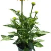 Zonnehoed (Echinacea Purpurea 'Sunseekers Yellow Improved') D 17 H 35 Cm 1 Zonnehoed (Echinacea Purpurea 'Sunseekers Yellow Improved') D 17 H 35 Cm -Tuinplanten Winkel 8720196610358