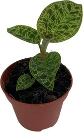 Juweelorchidee (Macodes Petola 'Jewel Orchid') D 6 H 8 Cm