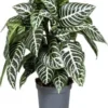 Zebraplant (Aphelandra Squarrosa 'Dania') D 13 H 25 Cm