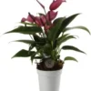 Flamingoplant (Anthurium 'Zizou') D 7 H 25 Cm 1 Flamingoplant (Anthurium 'Zizou') D 7 H 25 Cm -Tuinplanten Winkel 8720196627127