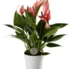 Flamingoplant (Anthurium 'Lilli') D 7 H 25 Cm 1 Flamingoplant (Anthurium 'Lilli') D 7 H 25 Cm -Tuinplanten Winkel 8720196627141