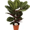 Calathea (Calathea 'Medallion') D 19 H 75 Cm 1 Calathea (Calathea 'Medallion') D 19 H 75 Cm -Tuinplanten Winkel 8720196635597