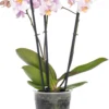 Vlinderorchidee 3 Tak (Phalaenopsis) Roze D 12 H 55 Cm 1 Vlinderorchidee 3 Tak (Phalaenopsis) Roze D 12 H 55 Cm -Tuinplanten Winkel 8720196639700 0