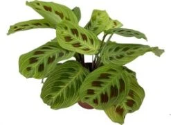Tiengebodenplant (Maranta Leuconeura 'Fantasy') D 12 H 30 Cm