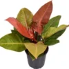 Philodendron (Philodendron 'Prince Of Orange') D 24 H 70 Cm 1 Philodendron (Philodendron 'Prince Of Orange') D 24 H 70 Cm -Tuinplanten Winkel 8720196654987 1