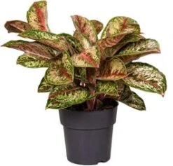 Aglaonema (Aglaonema 'Painted Celebration') D 19 H 45 Cm