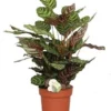 Calathea (Calathea Makoyana) D 24 H 80 Cm -Tuinplanten Winkel 8720196656028