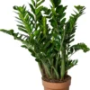 Zamioculcas (Zamioculcas Zamiifolia) D 30 H 110 Cm -Tuinplanten Winkel 8720196661268