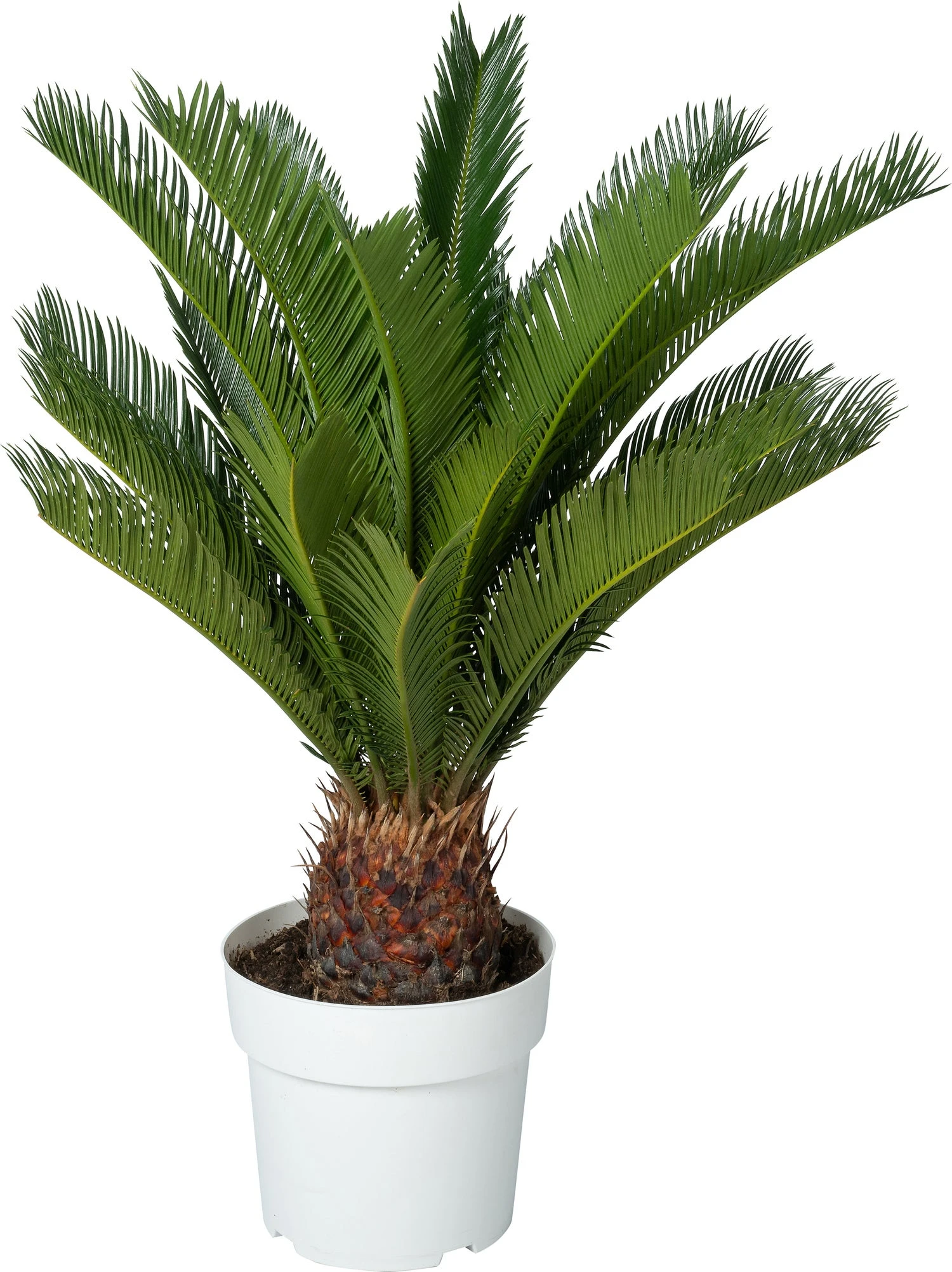 Varenpalm (Cycas Revoluta) D 23 H 75 Cm 3 Varenpalm (Cycas Revoluta) D 23 H 75 Cm