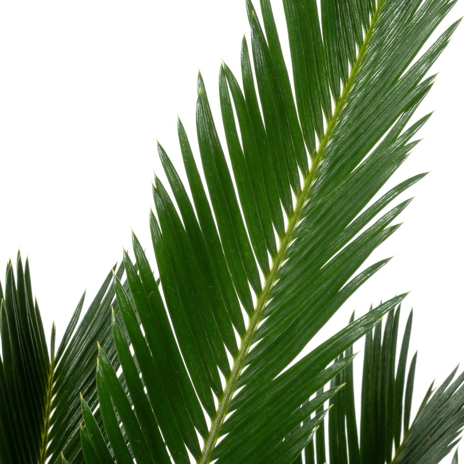 Varenpalm (Cycas Revoluta) D 23 H 75 Cm 4 Varenpalm (Cycas Revoluta) D 23 H 75 Cm - Afbeelding 2
