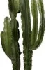 Cowboycactus (Euphorbia Erytrea ) D 40 H 160 Cm -Tuinplanten Winkel 8720196663316