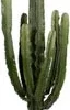 Cowboycactus (Euphorbia Erytrea ) D 50 H 200 Cm -Tuinplanten Winkel 8720196663347