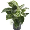 Philodendron (Philodendron 'White Measure') D 14 H 40 Cm 2 Philodendron (Philodendron 'White Measure') D 14 H 40 Cm -Tuinplanten Winkel 8720196665150