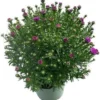 Aster (Aster Novi-belgii 'Henry Pink') D 17 H 40 Cm