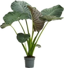 Olifantsoor (Alocasia 'Regal Shields') D 32 H 140 Cm