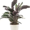 Calathea (Calathea 'Fusion White') D 10,5 H 35 Cm 2 Calathea (Calathea 'Fusion White') D 10,5 H 35 Cm -Tuinplanten Winkel 8720196678709 0